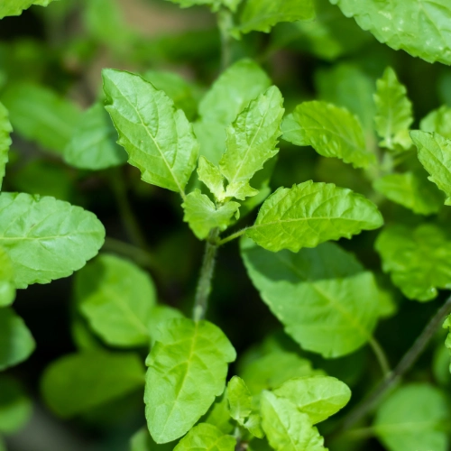 Tulsi